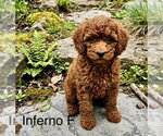 Small Poodle (Miniature) Mix