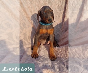 Doberman Pinscher Puppy for sale in POMEROY, OH, USA