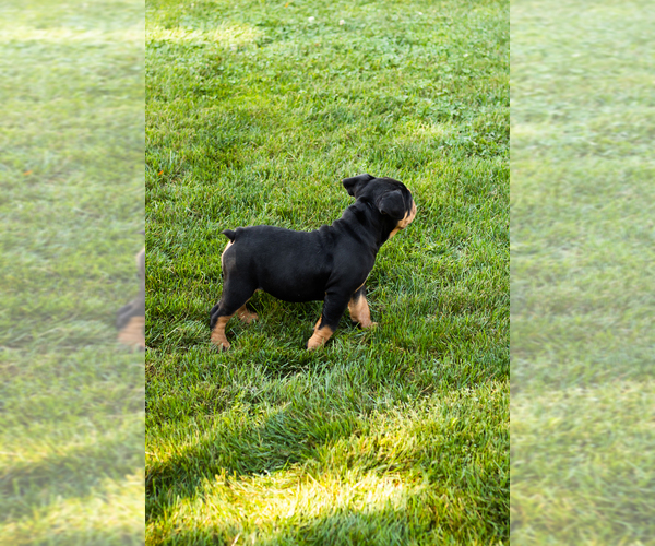 Medium Photo #8 English Bulldog-Olde English Bulldogge Mix Puppy For Sale in MILFORD, IN, USA