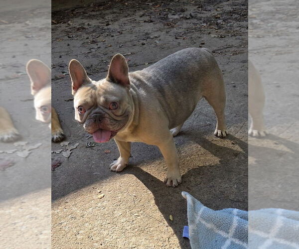 Medium Photo #1 French Bulldog-Unknown Mix Puppy For Sale in Decatur, GA, USA