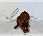 Small Photo #60 Goldendoodle Puppy For Sale in ABILENE, TX, USA