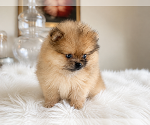 Pomeranian Puppy for sale in WILMINGTON, NC, USA