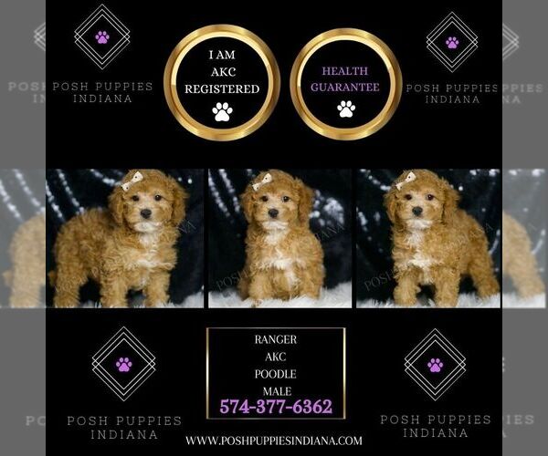Medium Photo #2 Poodle (Toy) Puppy For Sale in WARSAW, IN, USA