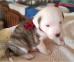 Small Photo #37 American Pit Bull Terrier-Labrador Retriever Mix Puppy For Sale in MOORESBORO, NC, USA