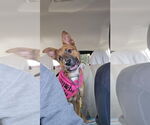 Small German Shepherd Dog Mix