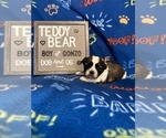 Puppy Gonzo Zuchon