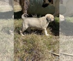 Small #7 Anatolian Shepherd