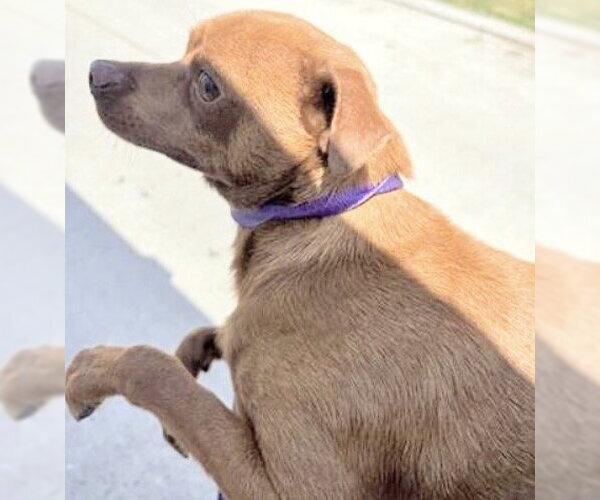 Medium Photo #2 Chihuahua Puppy For Sale in Houston, TX, USA