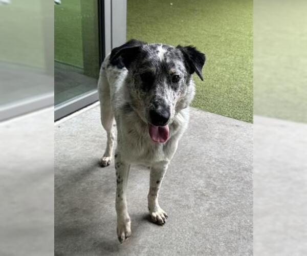 Medium Photo #1 Mutt Puppy For Sale in San Martin, CA, USA