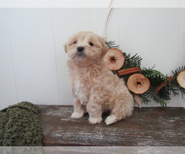 Medium Photo #3 Maltipoo (Miniature) Puppy For Sale in SUGARCREEK, OH, USA