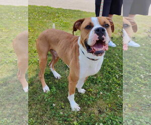 Bull-Boxer Dogs for adoption in St. Louis Park, MN, USA