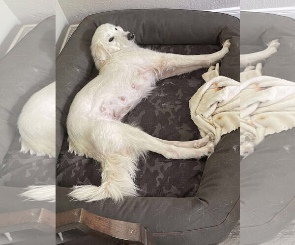 Medium Photo #3 Great Pyrenees-Unknown Mix Puppy For Sale in Houston, TX, USA