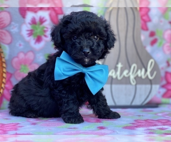 Medium Photo #4 Schnoodle (Miniature) Puppy For Sale in LANCASTER, PA, USA