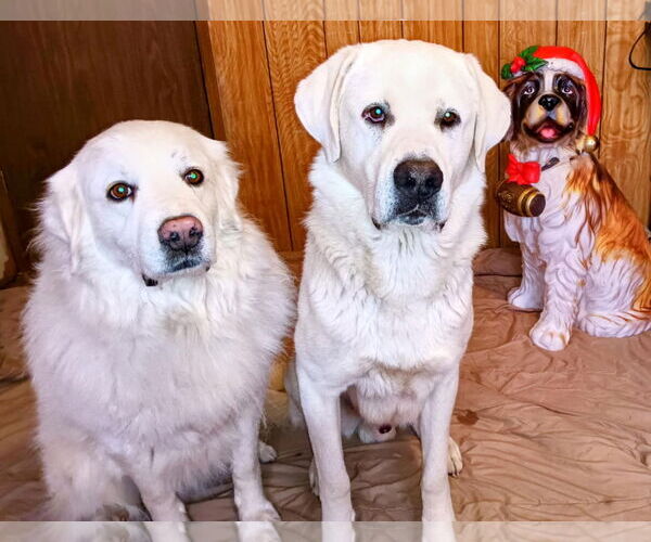 Medium Photo #2 - Mix Puppy For Sale in Bountiful, UT, USA