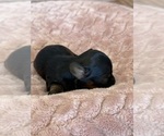Small Photo #53 Yorkipoo Puppy For Sale in ARLINGTON, TX, USA