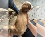 Small #1 Saint Bernard