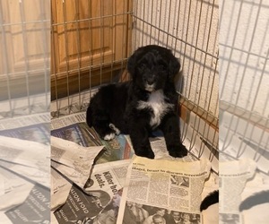 Bernedoodle Puppy for sale in SCOTTSDALE, AZ, USA