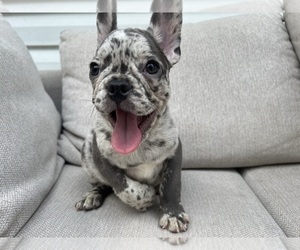 French Bulldog Puppy for sale in BROOKLYN, NY, USA