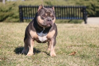 Father of the American Bully puppies born on 12/08/2018