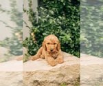 Small Photo #3 Goldendoodle Puppy For Sale in PECK, KS, USA
