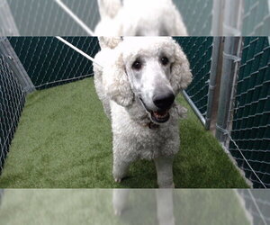 Poodle (Standard) Dogs for adoption in Downey, CA, USA