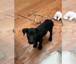 Small Mutt