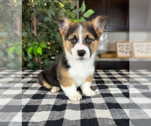 Pembroke Welsh Corgi Puppy for sale in GREENWOOD, IN, USA