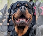 Small Photo #1 Rottweiler Puppy For Sale in HEMINGWAY, SC, USA