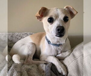 Raya (MD) - Female Rat-Cha Dog for Adoption - Photo #3