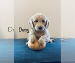 Puppy 5 English Cream Golden Retriever-Poodle (Miniature) Mix