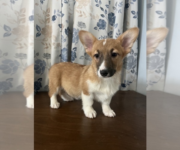 Medium Photo #23 Pembroke Welsh Corgi Puppy For Sale in DURHAM, CT, USA