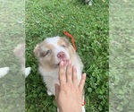 Puppy Ramer Australian Shepherd