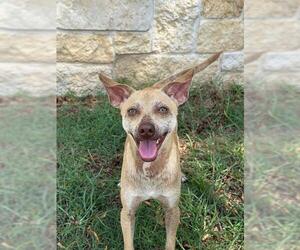 Chihuahua Dogs for adoption in Sugar Land, TX, USA