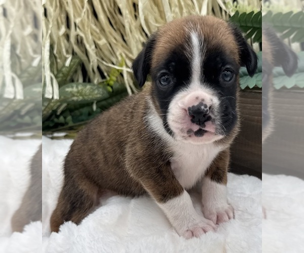 Medium Photo #2 Boxer Puppy For Sale in PAWNEE CITY, NE, USA