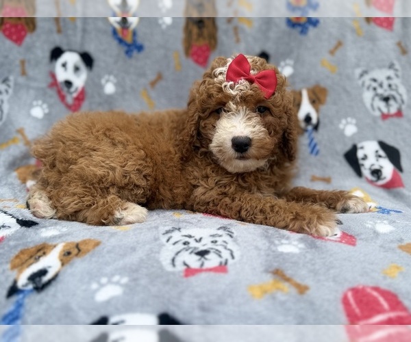 Medium Photo #2 Goldendoodle (Miniature) Puppy For Sale in LAKELAND, FL, USA