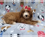 Lucy - Female Goldendoodle (Miniature) Puppy for Sale - Photo #2