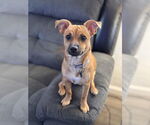 Small #1 Mutt