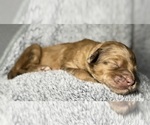 Small Photo #44 Goldendoodle Puppy For Sale in HOWARD CITY, MI, USA