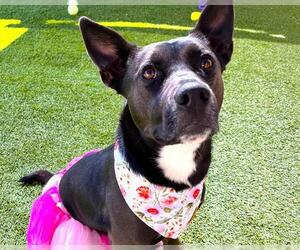 American Staffordshire Terrier-Unknown Mix Dogs for adoption in Raleigh, NC, USA