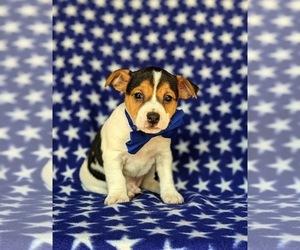 Fox Terrier (Smooth)-Jack Russell Terrier Mix Puppy for sale in LEOLA, PA, USA