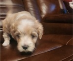 Puppy Puppy 1 Lhasa Apso-Papitese Mix