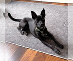 Small #1 Jack Russell Terrier-Labrador Retriever Mix