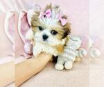 Small #9 Pomeranian