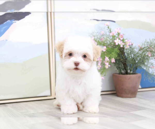 Medium Photo #1 Havanese Puppy For Sale in MARIETTA, GA, USA