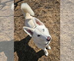 Small #12 Huskies  Mix