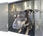 Small American Staffordshire Terrier Mix