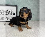 Small #3 Dachshund