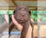 Small Photo #4 Labrador Retriever Puppy For Sale in CONNELLYS SPRINGS, NC, USA