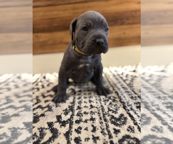 Medium Photo #61 Cane Corso Puppy For Sale in BARBOURSVILLE, VA, USA