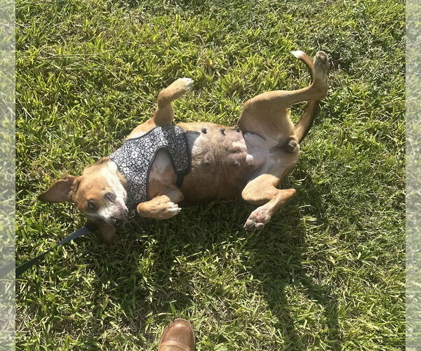 Medium Photo #4 Labrador Retriever-Unknown Mix Puppy For Sale in The Woodlands, TX, USA